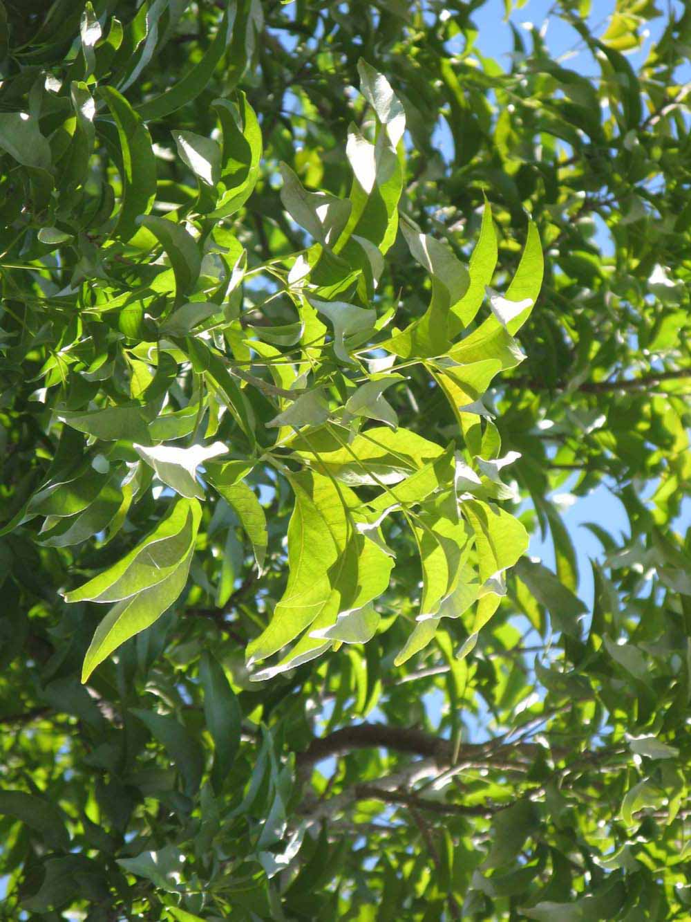              Sun leaves (Winter Haven, FL)       